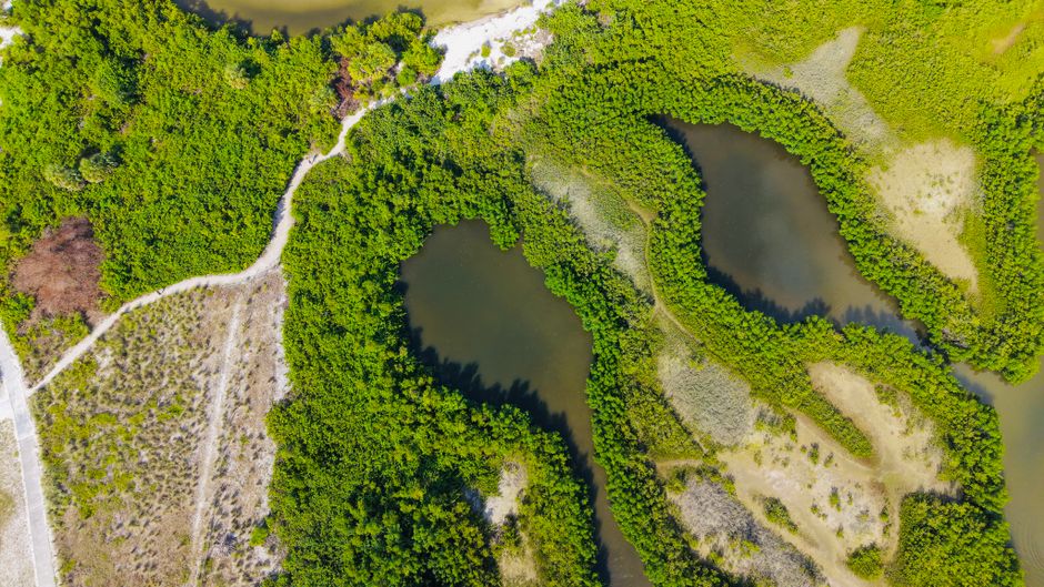 Mangrove waterways